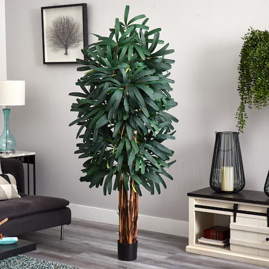 6ft. Potted Green Raphis Palm Tree